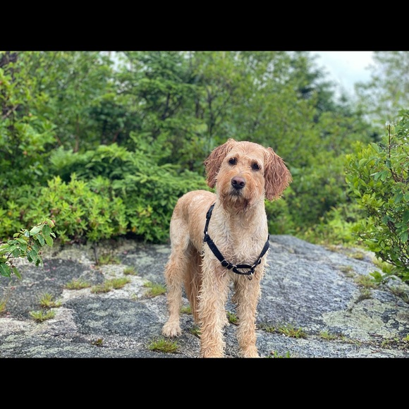 Meet your Posher, Nicolle (📍Halifax, NS) - Picture 2 of 8